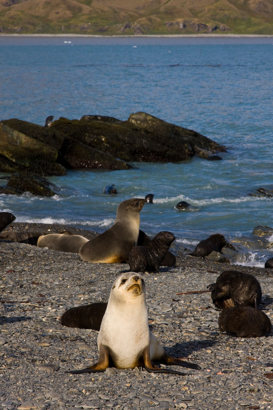 Antarctic Fur Seals On Beach